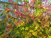 Illustration de Jardin de Charentonne