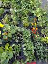 Illustration de Herba Humana - Plantes aromatiques biologiques